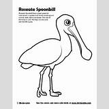 Spoonbill Roseate Coloring Clipart Color Pages Designlooter Birdorable Sample 400px 83kb sketch template