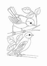 Coloring Bird Pages Birds Wild Simple Drawings Book Adult Kids Dibujos Para Colouring Embroidery Colorear Sheets Adults Printable Animales Juntos sketch template