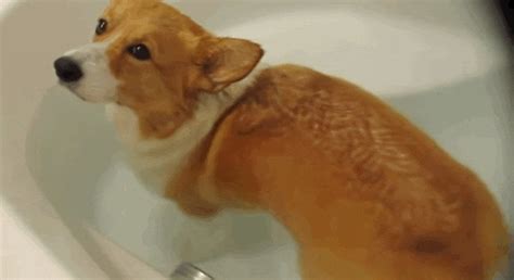 Stubborn Corgi Butt Can T Stop Floating In The Bathtub