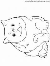 Exotic Shorthair Coloring sketch template
