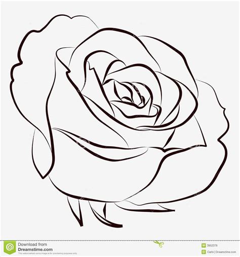 rose zeichnung vorlage luxus rose vektor abbildung bild von schwarzes