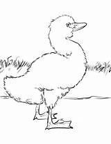 Duckling sketch template