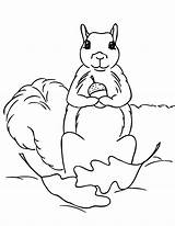 Squirrel Coloring Pages Print Squirrels Kids Printable Acorn Clipart Color Popular Library Comments Chipmunk sketch template