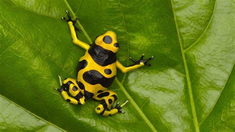 hd wallpaper amphibian frog nature poison dart