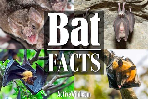 active wild wildlife science news facts info  kids adults