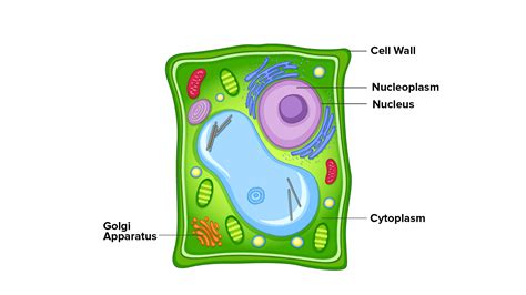 draw  plant cell  label  parts   determines  function