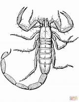 Scorpion Coloring Pages Drawing Printable Paper sketch template