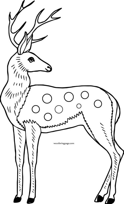 cute deer coloring page wecoloringpagecom