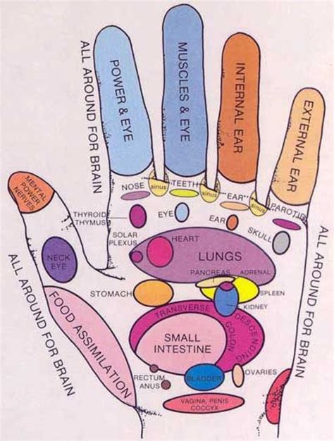 medical and health science hand reflexology