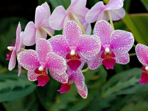 orchid top  flowers  love