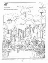 Rainforest Packet 1648 1264 sketch template
