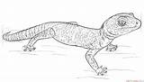 Gecko Leopard Draw Drawing Step Line Contour sketch template