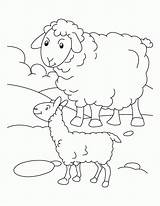 Coloring Sheep Lamb Pages Mother Outline Kids Drawing Preschool Print Clipart Printable Realistic Its Sheets Bighorn Color Getdrawings Library Getcolorings sketch template