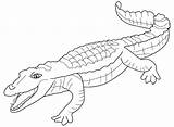 Alligator Coloring Animals Pages Drawing sketch template