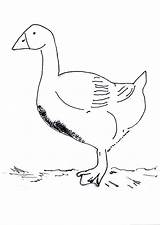 Goose Coloring Snow Pages Baby Domestic Duck Designlooter Comments Library Clipart Popular Coloringhome 2450 32kb Cjf 2006 sketch template