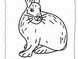 Coloring Hare Arctic Pages Getcolorings Getdrawings sketch template
