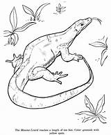 Lizard Coloring Animal Monitor Drawing Pages Drawings Color Outline Kids Print Identification Clipart Animals Lizards Honkingdonkey Wild Reptiles Cute Snake sketch template