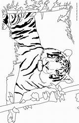 Tiger Coloring Pages Coloring2print sketch template