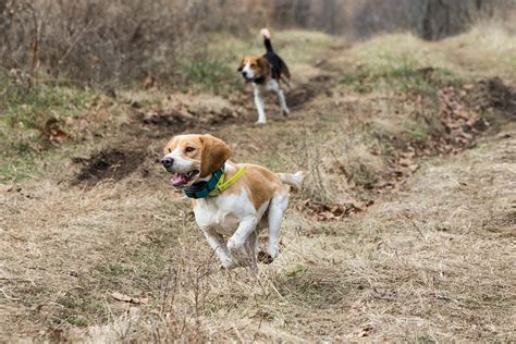 beagle rabbit hunting training doggycom