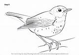 Thrush Drawing Hermit Draw Step Necessary Improvements Finally Finish Make Tutorials Birds Drawingtutorials101 sketch template