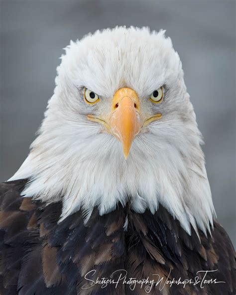 bald eagle head  photo shetzers photography