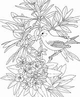Washington Pages Coloring Bird Goldfinch Willow Animal Purplekittyyarns State sketch template