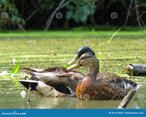 duck couple stock photo image  couple cute birds