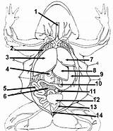 Frog Dissection Anatomy Coloring Stores Bile sketch template