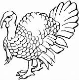 Turkey Coloring Pages Printable Drawings Wildlife Feathered sketch template