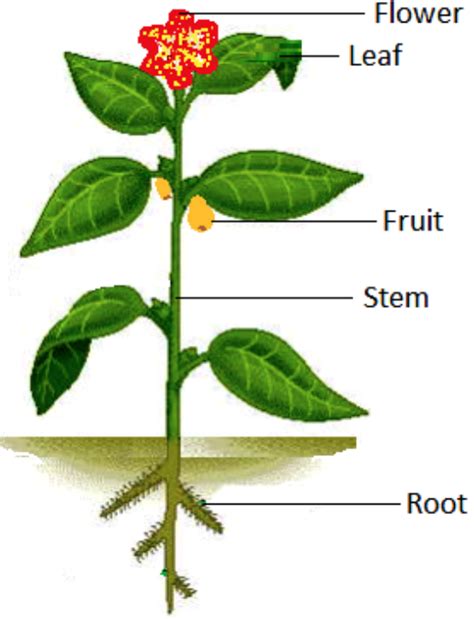 root stem  leaf class     plants science