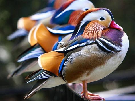 mandarin duck bird ducks  wallpapers hd desktop  mobile backgrounds