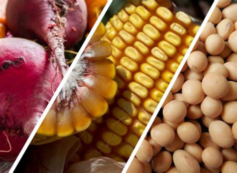 4 things you need to know about gmos kansas farm food