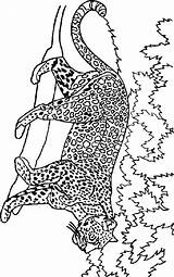 Kleurplaten Leeuw Dieren Leeuwen Tigre Lions Imprimer Coloriages Animaux Animaatjes Persoonlijke Maak Kleurplatenwereld Maman Dany sketch template