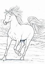 Horse Getdrawings Colouring Gypsy sketch template