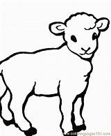 Colorat Lamb Miel Plansa Cordeiro Sfatulmamicilor Oita Paste Planse Mielul Pascal Sheets Frumusica sketch template