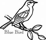 Blue Bird Coloring Pages Girls Bluebird Drawing Branch Printable Getdrawings sketch template