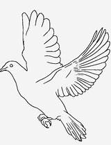 Burung Merpati Mewarnai Sketsa Putih Hitam Kolase Elang Garuda Hewan Lambang Hantu Terbang Pohon Menggambar Kumpulan Bagus Ilustrasi Rebanas Badak sketch template