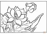 Coloring Lotus Korin Ogata Pages sketch template