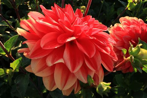 delights   heart dahlia day