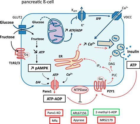 crossfit chronic fructose renders pancreatic  cells hyper responsive