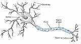 Neuron Cell Neurons Nerve System Nervous Anatomy Diagram Dendrites Brain Simple Works Explanation Psychology Neural Graders Grow First Fractal Dendrite sketch template