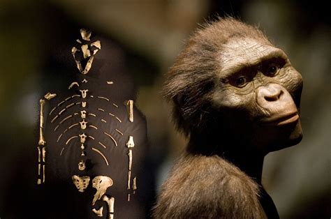 lucy  australopithecus    oldest  human ancestor possibly killed  fall  tree