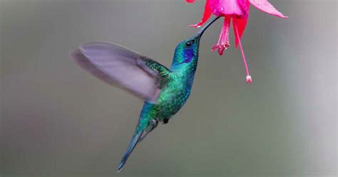national hummingbird day september   weird  crazy holidays