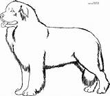 Dog Coloring Color Pages Newfoundland Dogs Printable Drawing Labrador Cat Line Clipart Puppy Cliparts Girls Colouring Fluffy Sheets Silhouette Drawings sketch template