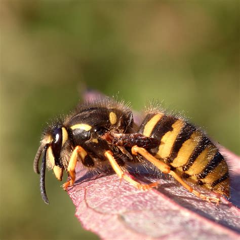 wingless wasp   explain    crawling ac flickr