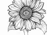 Sunflowers Realistic Clipartmag Getdrawings Book Divyajanani sketch template