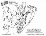 Acorn Woodpecker Coloring sketch template