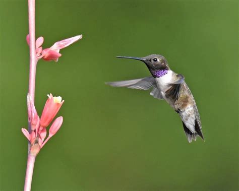 identify  black chinned hummingbird birds  blooms