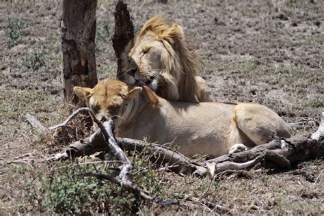 Wildlife Photos African Lion How Do Lions Have Sex Wildlife Photos