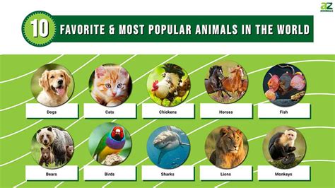 worlds  favorite  popular animals